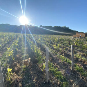 Minnen viinitasting 11.3.2025 | Champagne Famille Moussé ja Gramona Corpinnat – luonnonmukaisuuden kuplivat mestarit